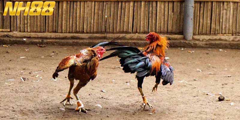 Hệ thống cửa cược đa dạng cho người chơi lựa chọn 