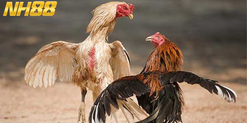 Người chơi cần nắm rõ các quy tắc chọi kê trên sàn đấu 